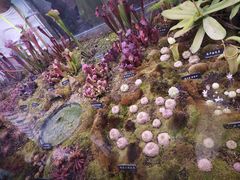 -中国科学院西双版纳热带植物园