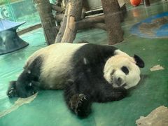 -成都动物园