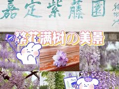 -嘉定紫藤园
