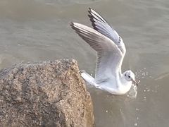 -深圳湾公园(南山区)