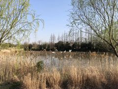 -上海长兴岛郊野公园