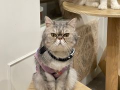 -楼上猫咖(罗湖店)