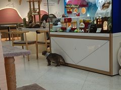 -喵园·猫主题咖啡厅·撸猫·猫咖(国贸店)
