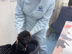 -北京赛佳动物医院