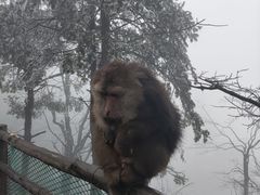 -峨眉山风景名胜区