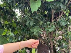 -樂桃源奉贤黄桃种植采摘基地