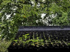 -杭州植物园