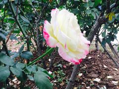 -人民公园(罗湖区)