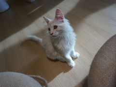 -猫腻·猫咖·撸猫馆(星光大道店)