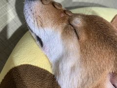 -逗柴咖啡屋·狗咖猫咖宠物桌游