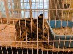 -猫小院猫主题咖啡厅(北锣店)