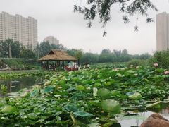 -前关湿地公园