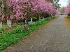 -上海海湾国家森林公园