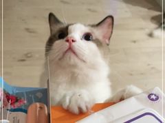 -Bastet sally猫舍购宠(静安店)