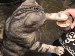 -猫猫幼稚园·撸猫·桌游·电玩