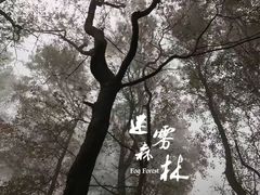 -广州市石门国家森林公园