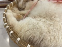 -共舞时光猫咖·狗咖(新街口店)