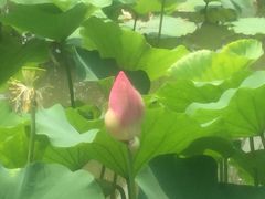 -陈家山荷花公园