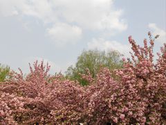 -莲花池公园