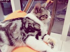 -飞行喵MR PILOT|猫舍·猫咖(静安大融城店)