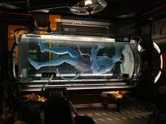 -奥兰多迪士尼动物王国乐园