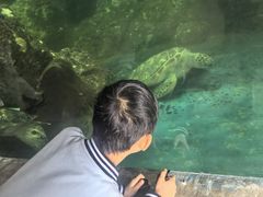 -广东惠东海龟国家级自然保护区