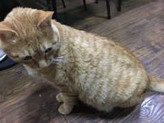 猫-盛天毛血旺非遗美食(观音桥店)