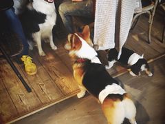 -百好乐宠物友好餐厅(朝外大街店)