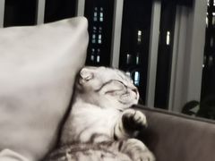 -中农大我爱我爱动物医院·核磁CT·猫病·24小时夜诊中心(石佛营店)