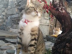 -喵屿·大理花园猫咖