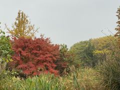 -昆山城市生态森林公园
