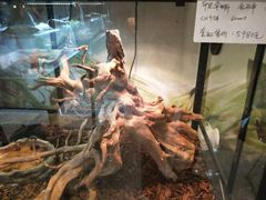 -乌龙爬宠部落(信和购物广场店)