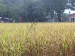 -广东花都香草世界旅游度假区