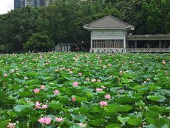 -荔湾湖公园