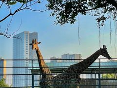 -东莞香市动物园