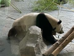-上海野生动物园