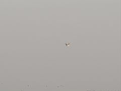 -盐城丹顶鹤湿地生态旅游区