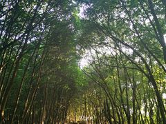 -艾溪湖湿地公园