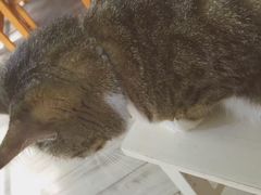 -海边的猫和咖啡馆