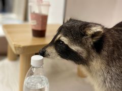 -浣熊柯尔鸭土拨鼠·电玩咖