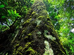 -海南热带雨林国家公园吊罗山景区