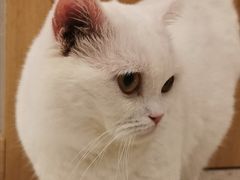-飞行喵MR PILOT|猫舍·猫咖(静安大融城店)