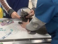 -凯瑞希宠物医院·狂犬免疫·微创·皮肤科