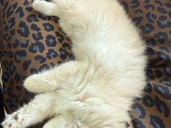 -瑞鹏宠物医院·骨科·猫科·内科(第一中心)