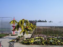 导游图-三圣花乡旅游区