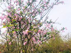 -重庆园博园