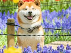 -台场海滨公园船码头