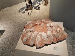 -浙江自然博物院(杭州馆)