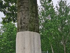 -合肥滨湖国家森林公园