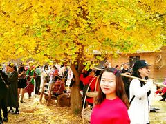 -千年银杏谷文化旅游区